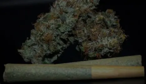 marijuana hand rolls