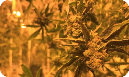 dispensary jefferson park ca