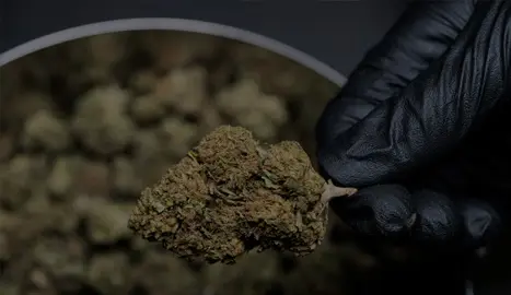 cannabis flower