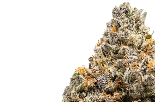 marijuana kush plant flower